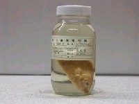 藏品(尖頭唇魚)的圖片